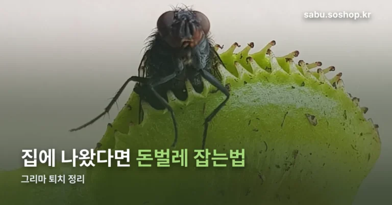 돈벌레 잡는법 정리 썸네일